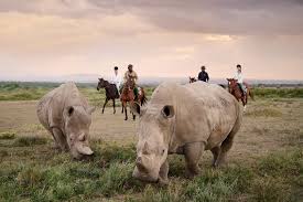 Ol Pejeta Conservancy